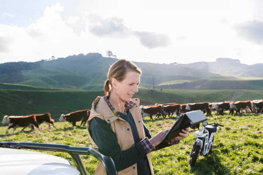 New Zealand farmer monitoring beef cattle on a tablet in a pasture