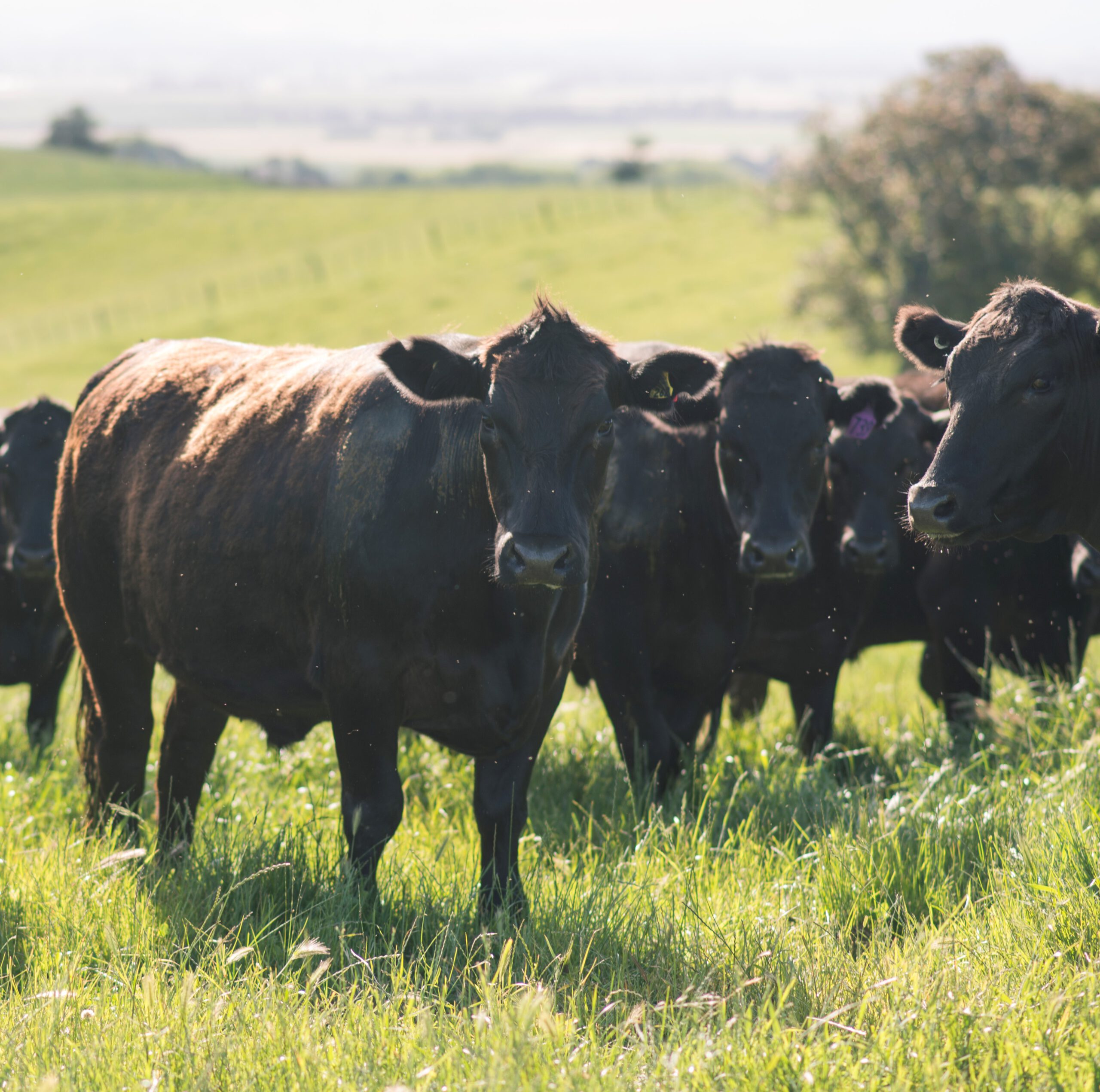 Herd of black beef cattle grazing on lush New Zealand pasture
