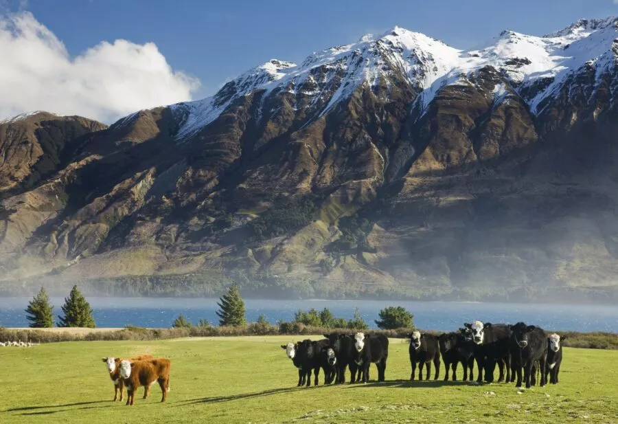 Scenic New Zealand shot with cows grazing on pasture