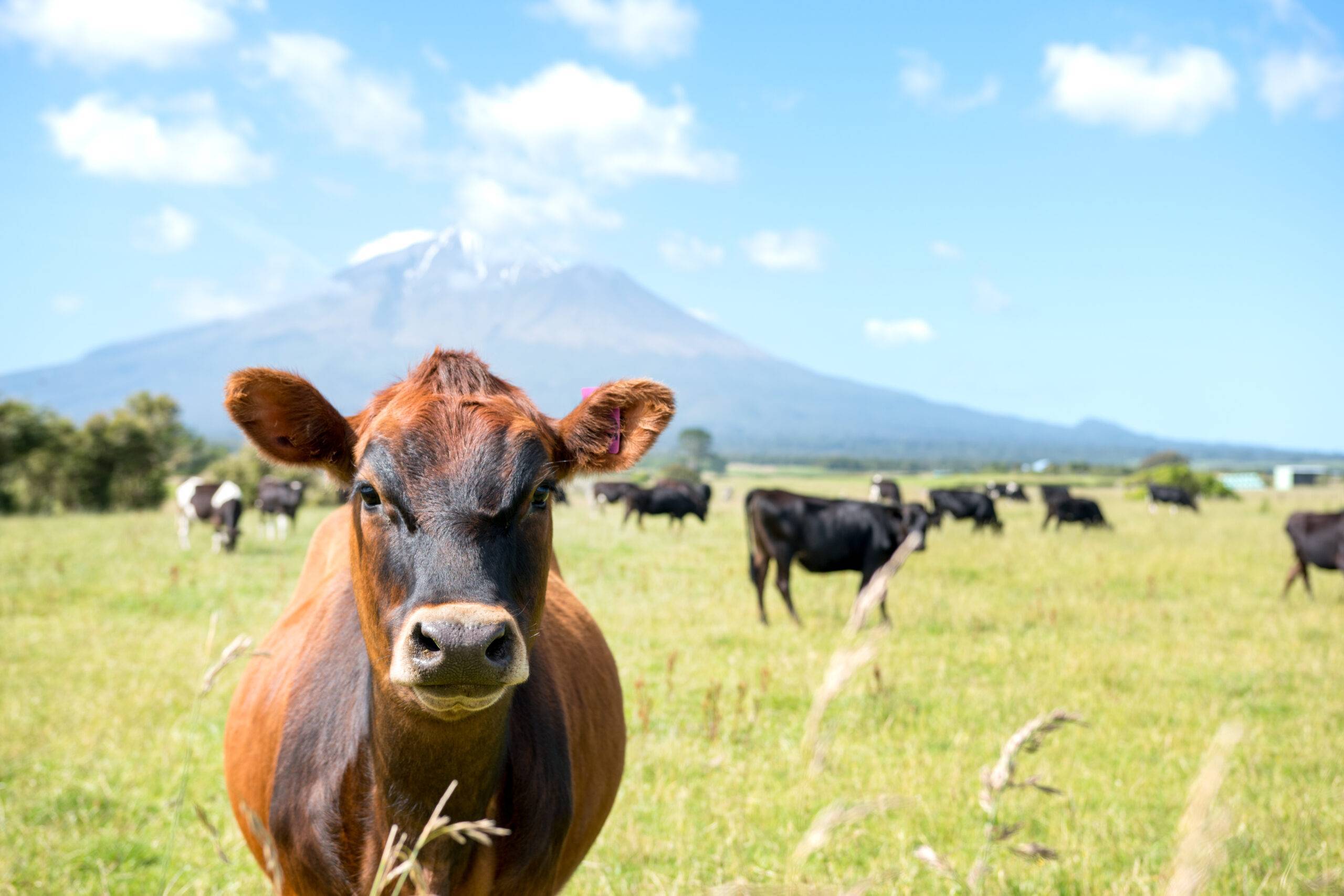 Herd of dairy cattle grazing on lush New Zealand pasture with Mt Taranaki in the background