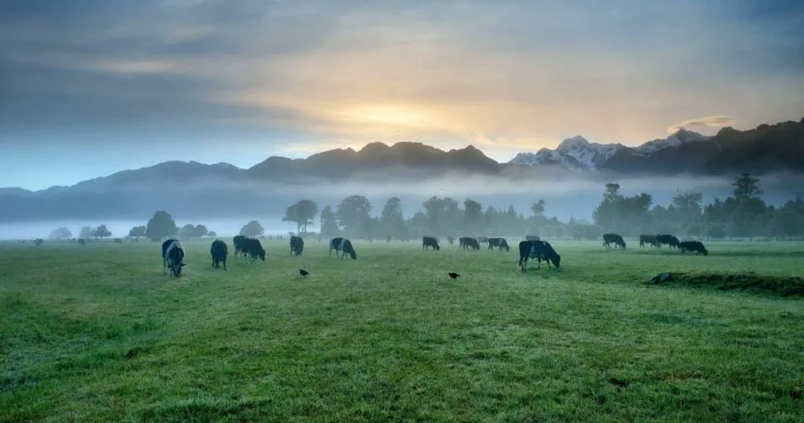 New Zealand farm land with beef cattle in the background grazing on lush green grass as the sun rises.