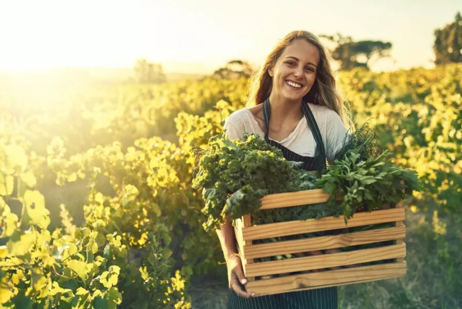 Vegetable supplier gathering ingredients from a commercial garden