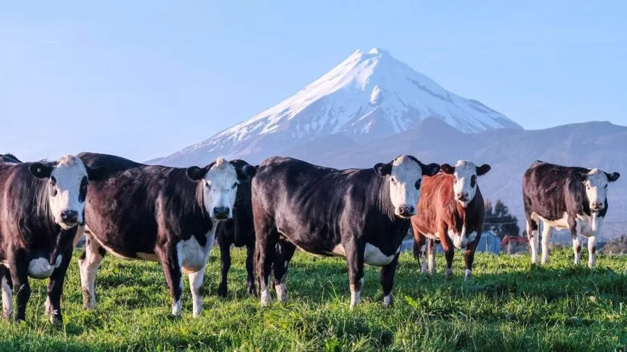 Cattle in green pasture with Mt Taranaki behind