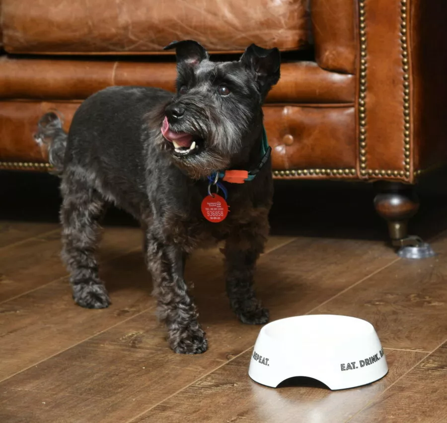 Black pet terrier dog licking his lips after finishing bone broth from his dog bowl