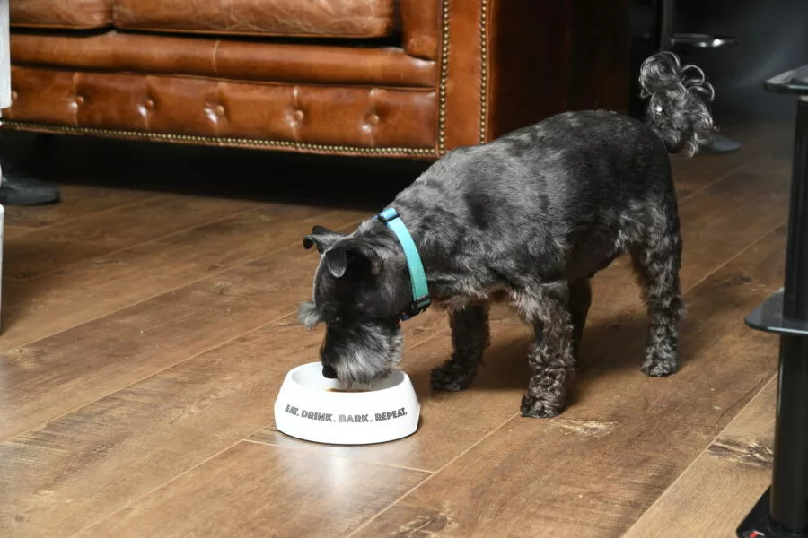 Pet dog eating from dog bowl